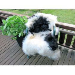 Saueskinn fra Island i naturlige farger